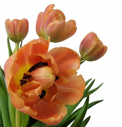 TULIPA DU ICOON 41cm/39g