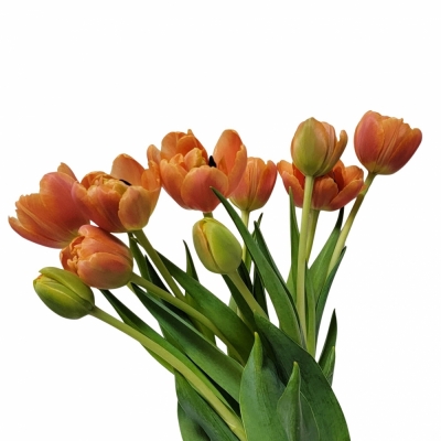 TULIPA DU ICOON 41cm/39g