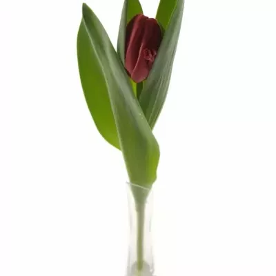 TULIPA DU LARGO