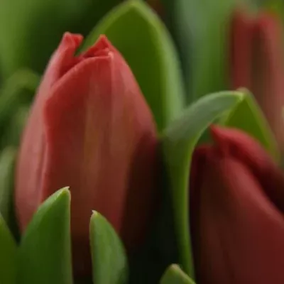 TULIPA DU LARGO