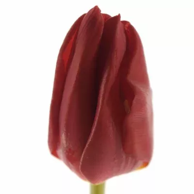 TULIPA DU LARGO