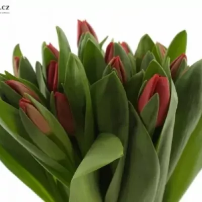 TULIPA DU LARGO