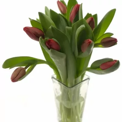 TULIPA DU LARGO