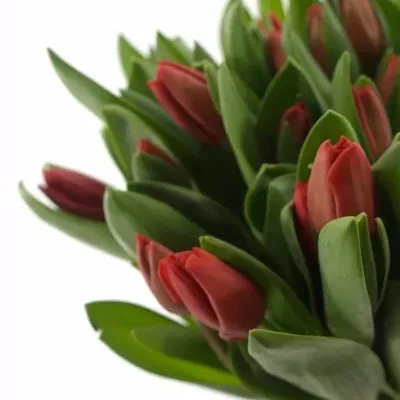 TULIPA DU LARGO