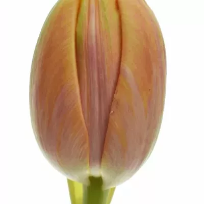 TULIPA DU PRINCES UNIQUE 55cm/75g