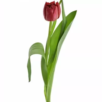 TULIPA DU RED HORIZON 38cm/34g