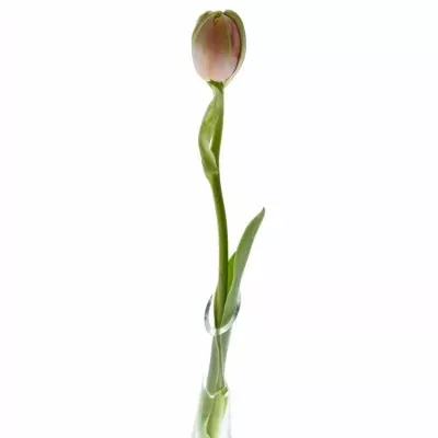 TULIPA DU RENOWN UNIQUE 55cm/75g