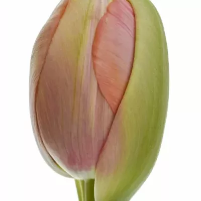 TULIPA DU RENOWN UNIQUE 55cm/75g