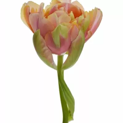 TULIPA DU RENOWN UNIQUE 55cm/75g