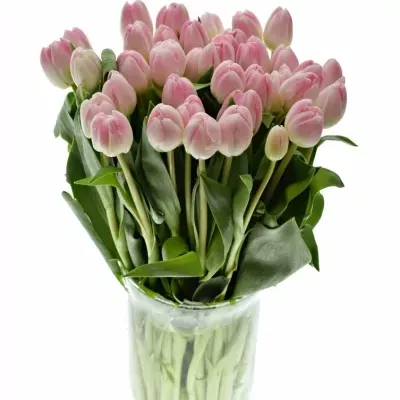 TULIPA DU UPSTAR 36cm / 35g