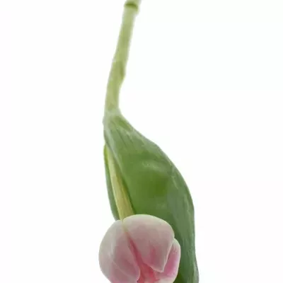 TULIPA DU UPSTAR 36cm / 35g