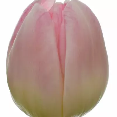 TULIPA DU UPSTAR 36cm / 35g