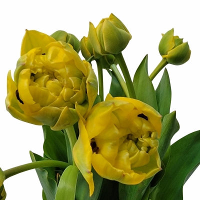 TULIPA DU YELLOW POMPENE