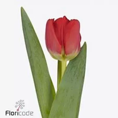 TULIPA EN ANTARCTICA FIRE 44cm/52g