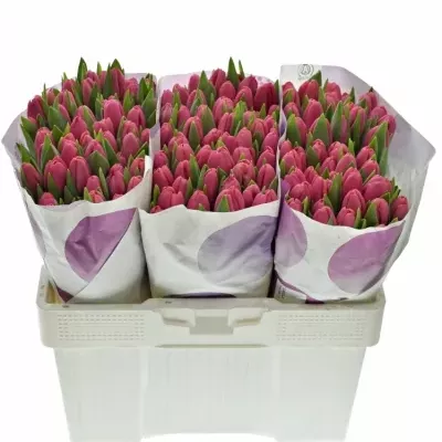 TULIPA EN CAROLA 40cm/25g