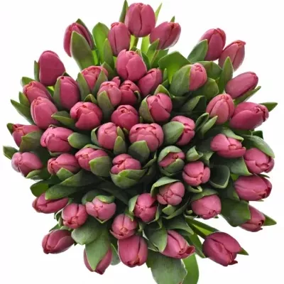 TULIPA EN CAROLA 40cm/25g