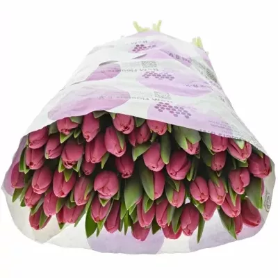 TULIPA EN CAROLA 40cm/25g