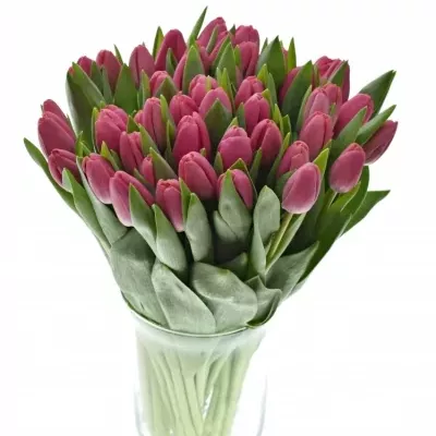 TULIPA EN CAROLA 40cm/25g