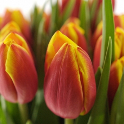 TULIPA EN DOW JONES