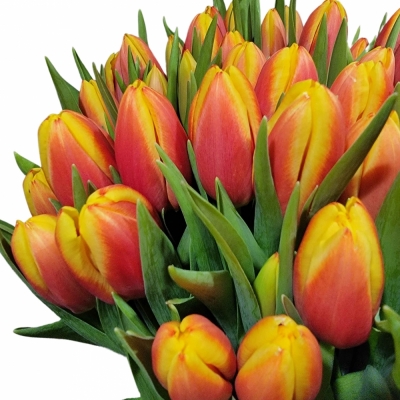 TULIPA EN DOW JONES