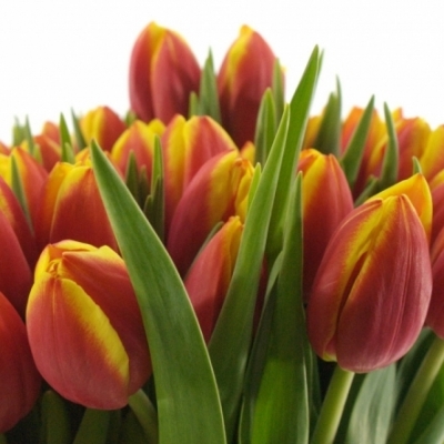 TULIPA EN DOW JONES