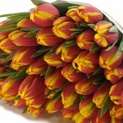 TULIPA EN DOW JONES