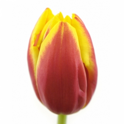 TULIPA EN DOW JONES