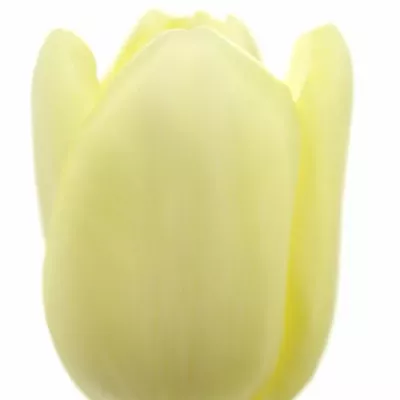 TULIPA EN FUN FOR TWO