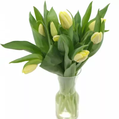 TULIPA EN FUN FOR TWO