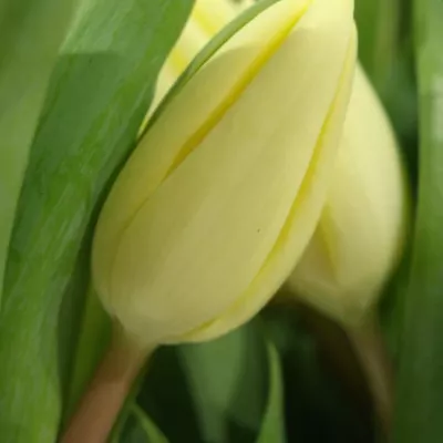 TULIPA EN FUN FOR TWO