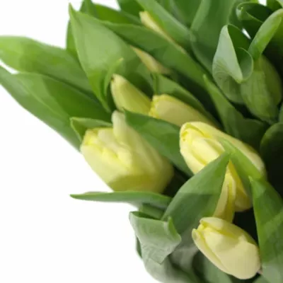 TULIPA EN FUN FOR TWO