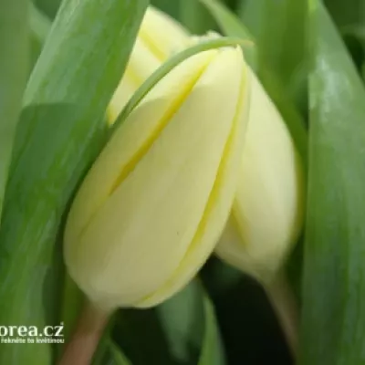 TULIPA EN FUN FOR TWO