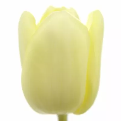 TULIPA EN FUN FOR TWO