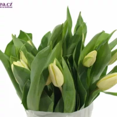 TULIPA EN FUN FOR TWO