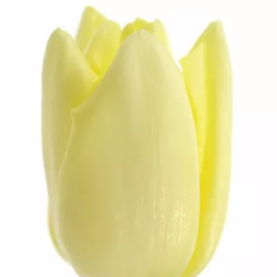 TULIPA EN FUN FOR TWO