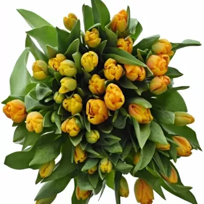 TULIPA EN GOLDEN Apeldoorn 27g