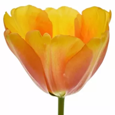 TULIPA EN GOLDEN Apeldoorn 27g