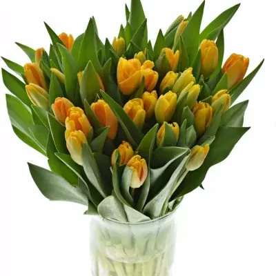 TULIPA EN GOLDEN Apeldoorn 27g