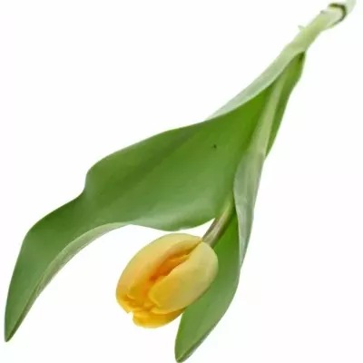 TULIPA EN GOLDEN Apeldoorn 27g