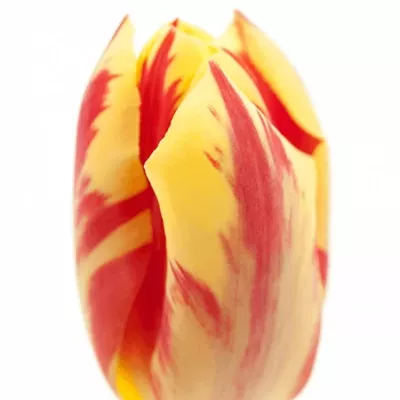 TULIPA EN GRAND PERFECTION 35cm/26g