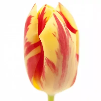 TULIPA EN GRAND PERFECTION 35cm/26g