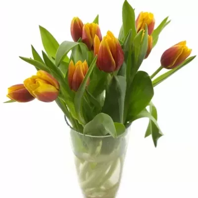 TULIPA EN KEES NELIS