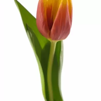 TULIPA EN KEES NELIS