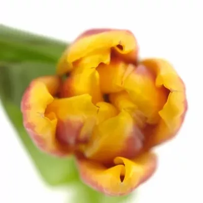 TULIPA EN KEES NELIS