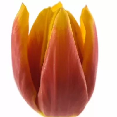 TULIPA EN KEES NELIS