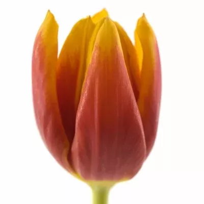 TULIPA EN KEES NELIS