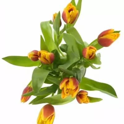 TULIPA EN KEES NELIS