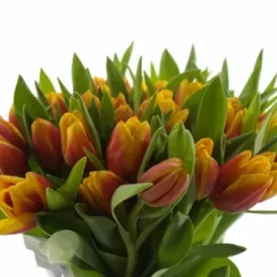 TULIPA EN KEES NELIS