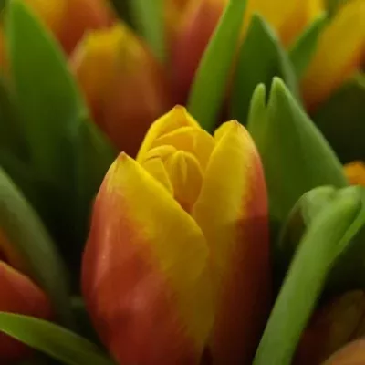 TULIPA EN KEES NELIS