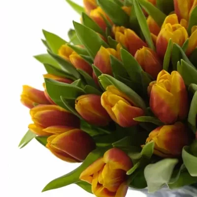 TULIPA EN KEES NELIS